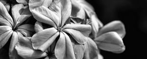 Preview wallpaper flowers, petals, macro, black and white