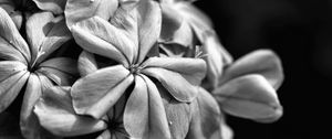 Preview wallpaper flowers, petals, macro, black and white