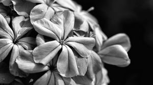 Preview wallpaper flowers, petals, macro, black and white