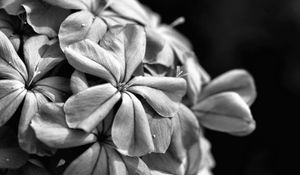 Preview wallpaper flowers, petals, macro, black and white