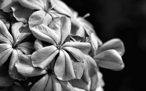 Preview wallpaper flowers, petals, macro, black and white