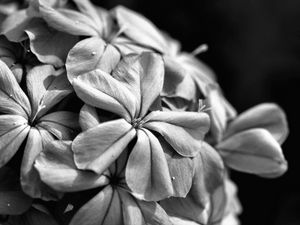 Preview wallpaper flowers, petals, macro, black and white