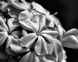 Preview wallpaper flowers, petals, macro, black and white