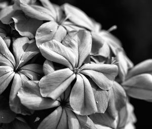 Preview wallpaper flowers, petals, macro, black and white