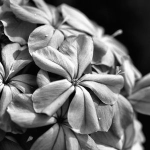 Preview wallpaper flowers, petals, macro, black and white