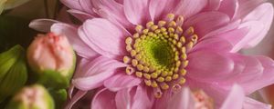 Preview wallpaper flowers, petals, macro, pink, yellow