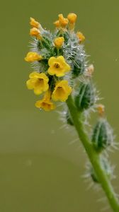 Preview wallpaper flowers, petals, needles, drops, buds, macro, plants