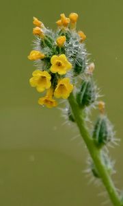 Preview wallpaper flowers, petals, needles, drops, buds, macro, plants