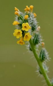 Preview wallpaper flowers, petals, needles, drops, buds, macro, plants