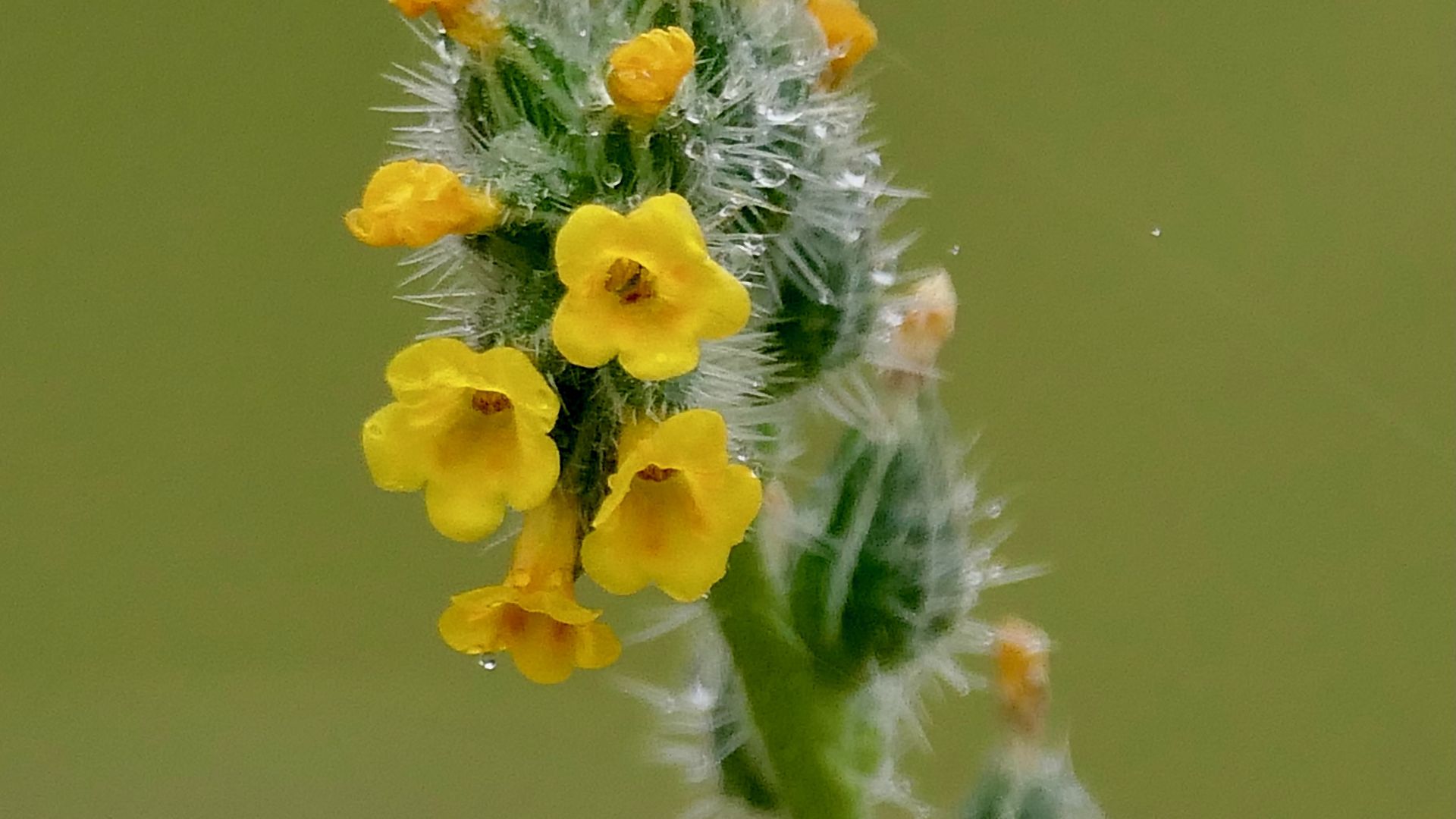 1920x1080 Wallpaper flowers, petals, needles, drops, buds, macro, plants