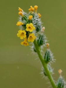 Preview wallpaper flowers, petals, needles, drops, buds, macro, plants