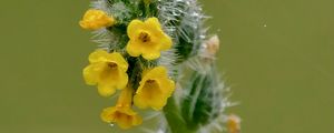 Preview wallpaper flowers, petals, needles, drops, buds, macro, plants