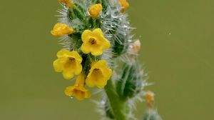 Preview wallpaper flowers, petals, needles, drops, buds, macro, plants