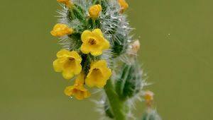 Preview wallpaper flowers, petals, needles, drops, buds, macro, plants