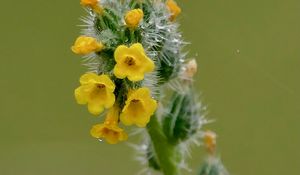 Preview wallpaper flowers, petals, needles, drops, buds, macro, plants
