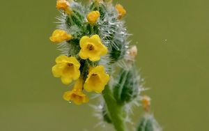 Preview wallpaper flowers, petals, needles, drops, buds, macro, plants