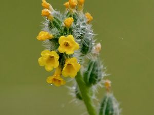 Preview wallpaper flowers, petals, needles, drops, buds, macro, plants