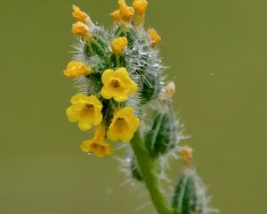 Preview wallpaper flowers, petals, needles, drops, buds, macro, plants