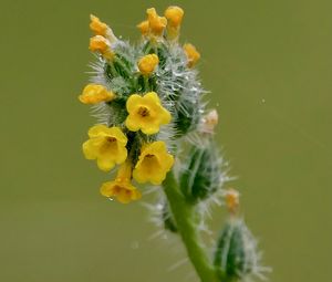 Preview wallpaper flowers, petals, needles, drops, buds, macro, plants