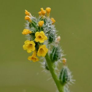 Preview wallpaper flowers, petals, needles, drops, buds, macro, plants