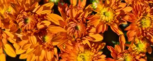 Preview wallpaper flowers, petals, orange, macro