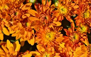 Preview wallpaper flowers, petals, orange, macro