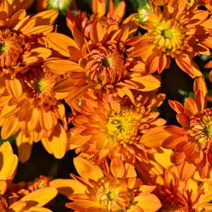 Preview wallpaper flowers, petals, orange, macro