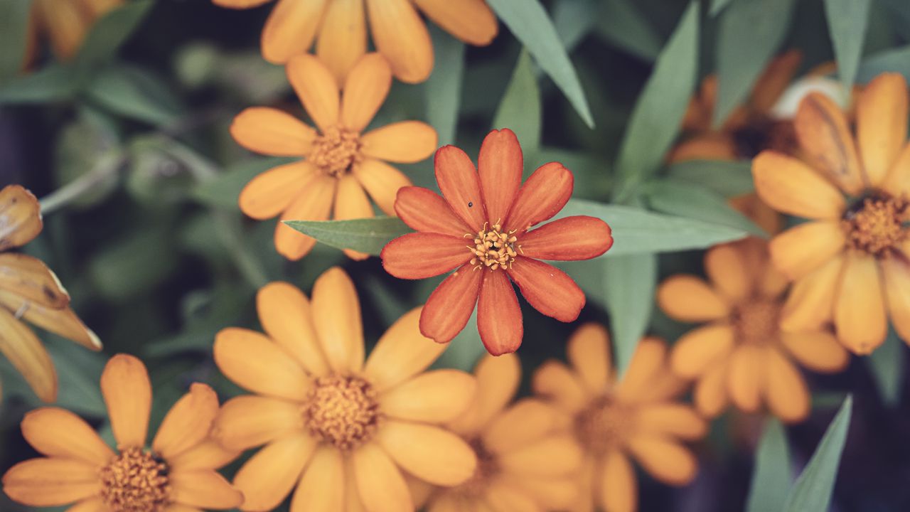 Wallpaper flowers, petals, orange, blur