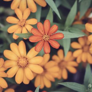 Preview wallpaper flowers, petals, orange, blur