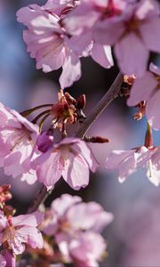 Preview wallpaper flowers, petals, pink, branch, bloom, blur