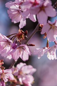 Preview wallpaper flowers, petals, pink, branch, bloom, blur