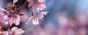 Preview wallpaper flowers, petals, pink, branch, bloom, blur