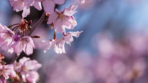 Preview wallpaper flowers, petals, pink, branch, bloom, blur