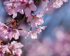 Preview wallpaper flowers, petals, pink, branch, bloom, blur