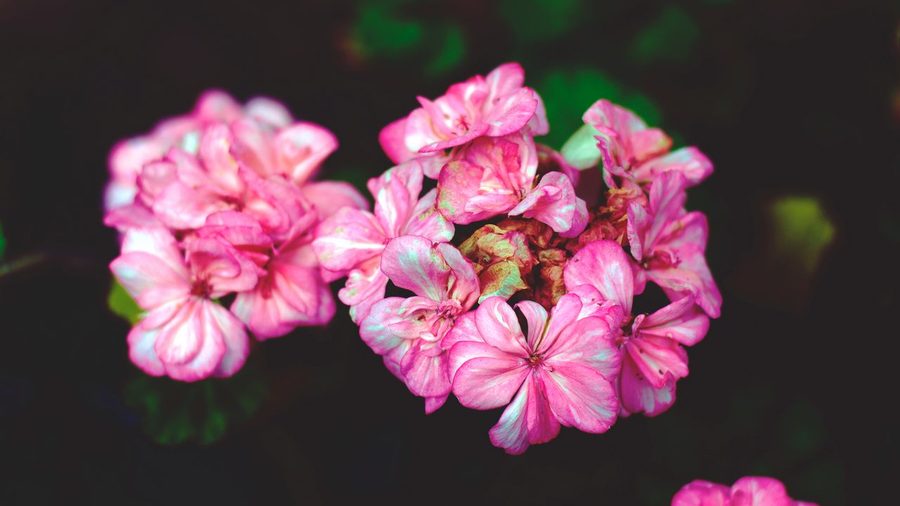 Wallpaper flowers, petals, pink