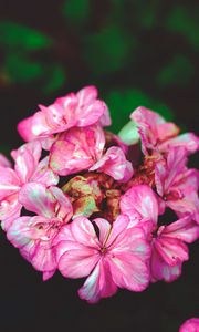 Preview wallpaper flowers, petals, pink