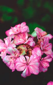 Preview wallpaper flowers, petals, pink