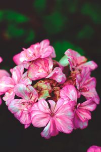 Preview wallpaper flowers, petals, pink