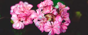 Preview wallpaper flowers, petals, pink