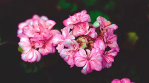 Preview wallpaper flowers, petals, pink