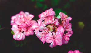 Preview wallpaper flowers, petals, pink