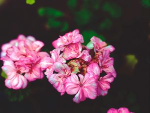Preview wallpaper flowers, petals, pink
