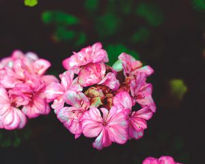 Preview wallpaper flowers, petals, pink