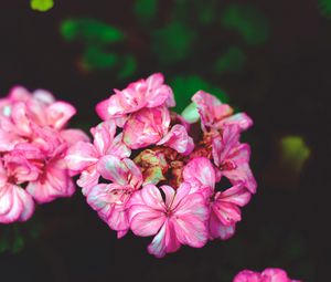 Preview wallpaper flowers, petals, pink