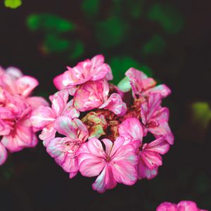 Preview wallpaper flowers, petals, pink