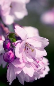 Preview wallpaper flowers, petals, pink, lilac, branch