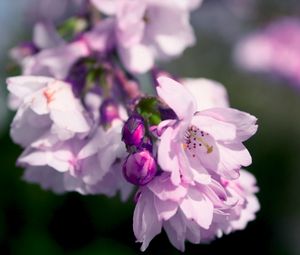 Preview wallpaper flowers, petals, pink, lilac, branch
