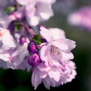 Preview wallpaper flowers, petals, pink, lilac, branch