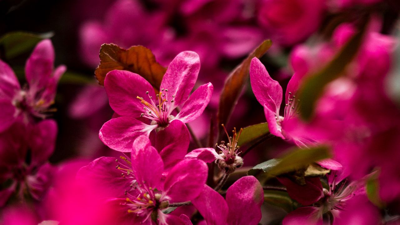 Wallpaper flowers, petals, pink, macro