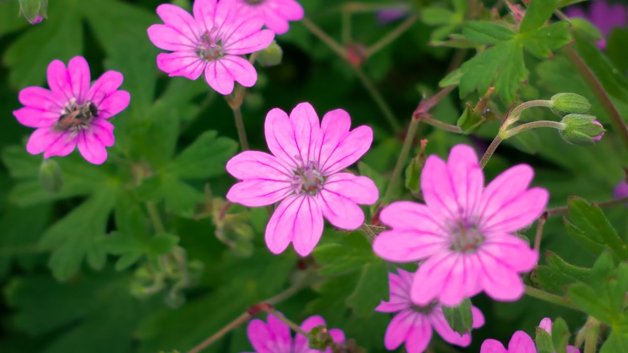 Wallpaper flowers, petals, pink, plant, macro